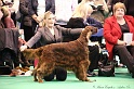 Crufts2011_2 018